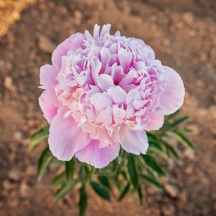 Pfingstrose Vivid Rose