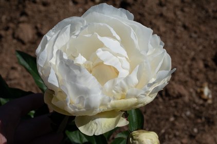 Blüte der Pfingstrose Elsa Sass