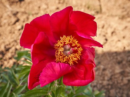 Blüte der Pfingstrose Blaze