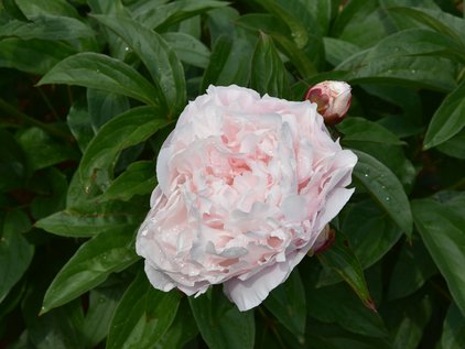 Blüte der Pfingstrose Myrtle Gentry