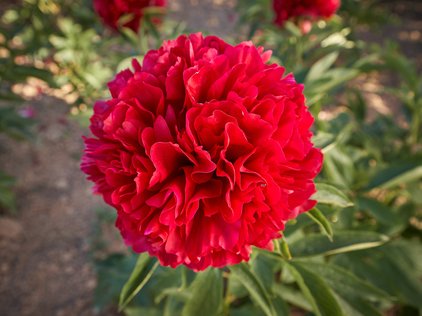 Blüte der Pfingstrose Eliza Lundy
