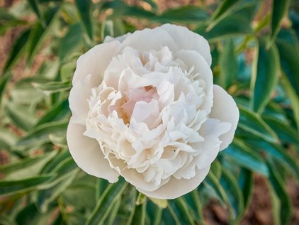 Pfingstrose Fairy's Petticoat