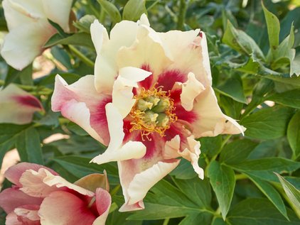 Blüte der Pfingstrose Itoh Old Rose Dandy