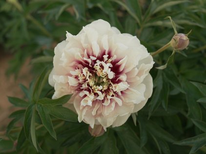 Blüte der Pfingstrose Catherine Constable