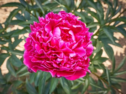 Blüte der Pfingstrose Avis Varner