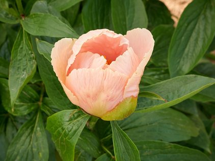 Geschlossene Blüte der Pfingstrose Apricot Whisper