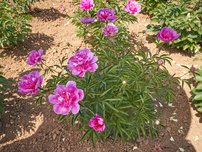 Pfingstrosenpflanze Easy Lavender