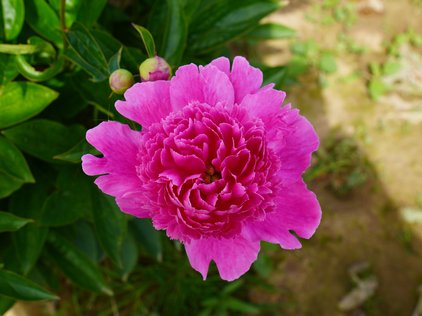 Blüte der Pfingstrose Bouquet Perfect