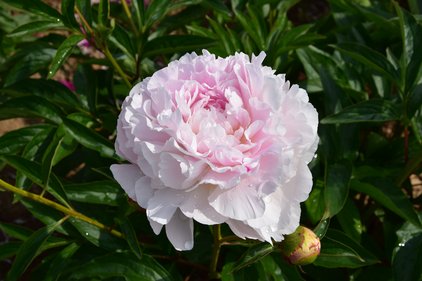 Blüte der Pfingstrose Albert Crousse