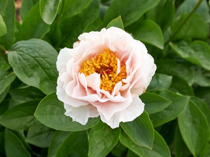 Blüte der Pfingstrose Blushing Princess