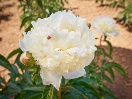 Pfingstrose Festiva Pixie