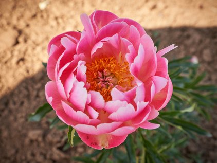 Pfingstrose Coral Supreme