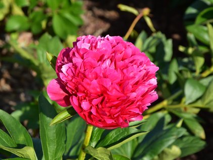 Blüte der Pfingstrose Mary Jo Legare