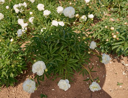 Pflanze der Pfingstrose Duchesse de Nemours
