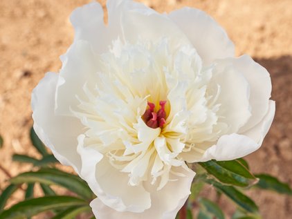 Pfingstrose Immaculée