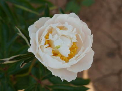 Blüte der Pfingstrose Cheddar Surprise