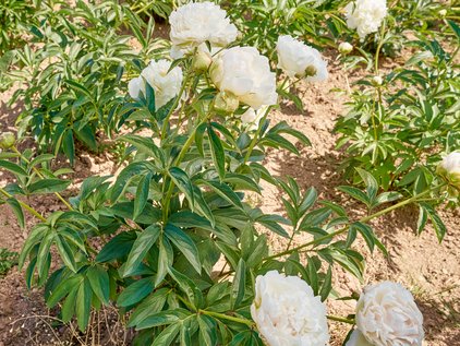 Pfingstrosenpflanze Puffed Cotton
