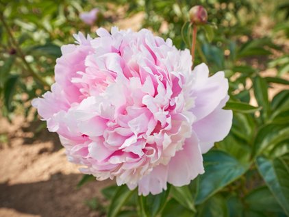 Blüte der Pfingstrose Angel Cheeks