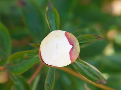 Knospe der Pfingstrose Immaculée