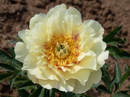 Pfingstrose Itoh Pairie Charm