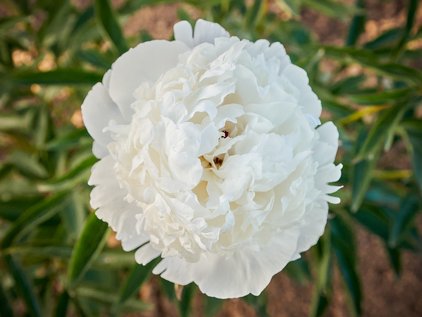 Blüte der Pfingstrose Madame de Vernéville