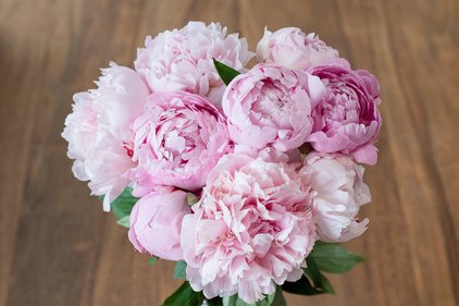 Pfingstrose Sarah Bernhardt in der Vase