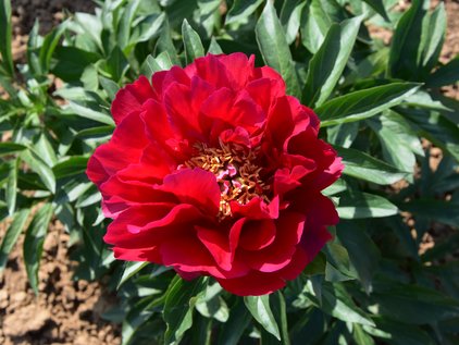 Pfingstrose Joyce Ellen