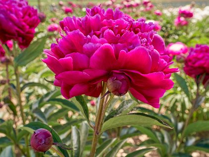 Blüte und Knospe der Pfingstrose Avis Varner