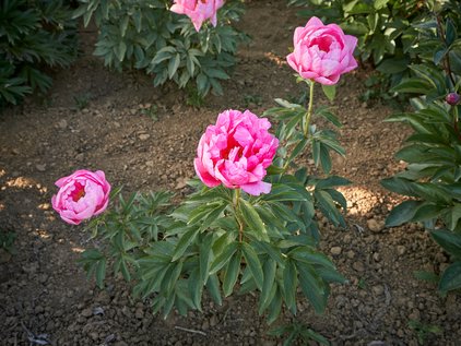 Pflanze der Pfingstrose Cytherea