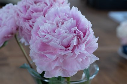 Blüte der Pfingstrose Sarah Bernhardt
