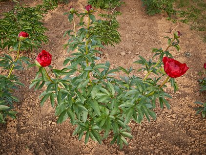 Pfingstrosenpflanze Red Red Rose