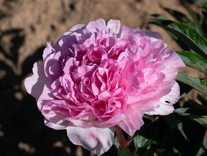 Pfingstrose Sarah Bernhardt "UniqueTM"
