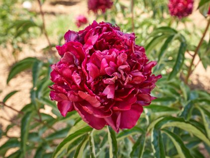 Blüte der Pfingstrose Highlight