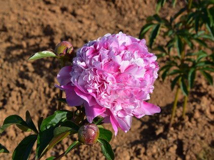 Blüte der Pfingstrose Lady Anna