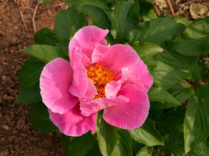 Blüte der Pfingstrose Sugar'n Spice