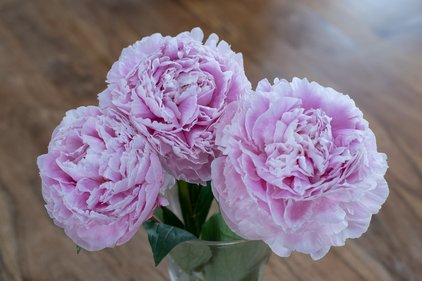 Blüten der Pfingstrose Sarah Bernhardt