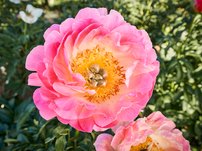 Blüte der Pfingstrose Coral Sunset
