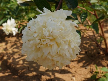 Blüte der Pfingstrose Charlie's White