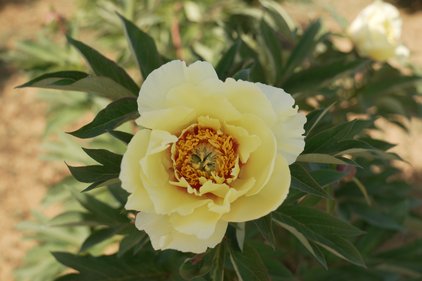 Pfingstrosen-Blüte Yellow Gem