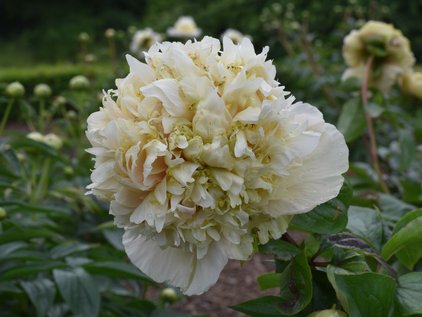 Blüte der Pfingstrose Quitzin