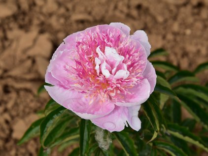 Blüte der Pfingstrose Zhemchuzhna Rossyp