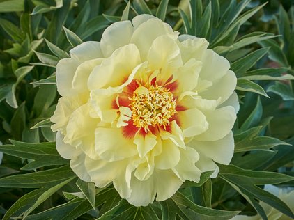 Blüte der Pfingstrose Itoh Bartzella