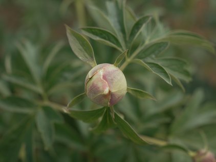 Knospe der Pfingstrose Catherine Constable