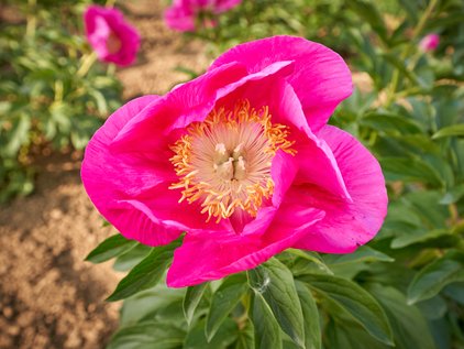 Blüte der Pfingstrose Birthday