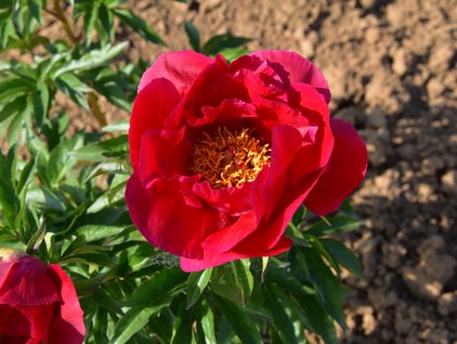 Blüte der Pfingstrose Blaze