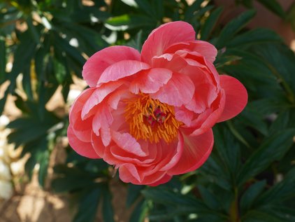 Pfingstrose Coral Supreme