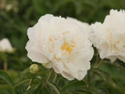 Pfingstrose Cheddar Surprise im Don Peony Schaugarten