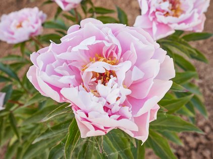 Blüte der Pfingstrose Ma Petite Cherie
