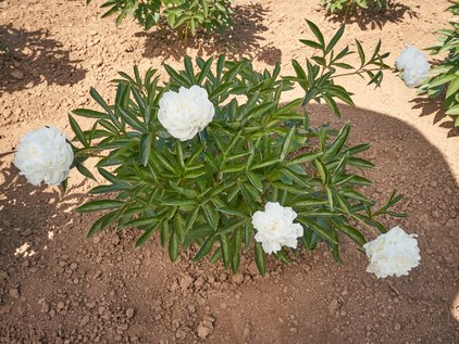 Pfingstrose Mrs. J.V. Edlund