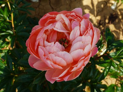 Pfingstrose Coral Supreme
